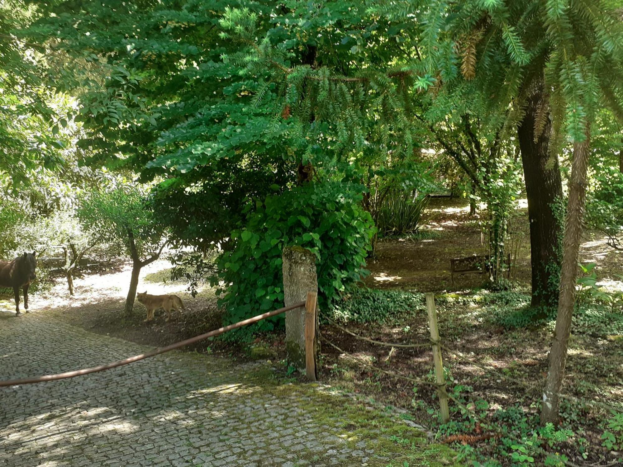 Cabana Da Oliveira Marco de Canavezes Eksteriør billede